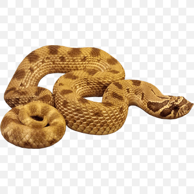 Anaconda Snake