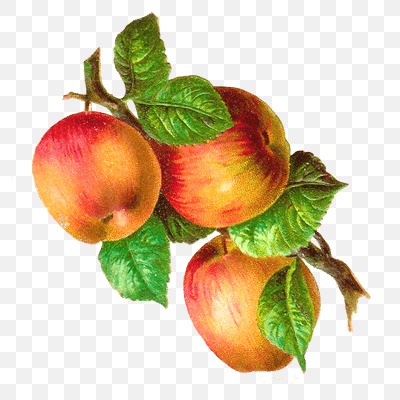 Apples On A Branch Vintage