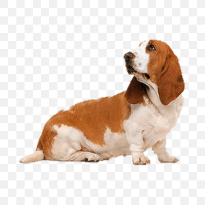 Basset Dog Looking Left