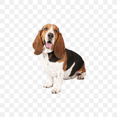 Basset Dog Looking Up Right 