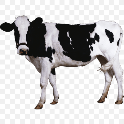 Black White Cow
