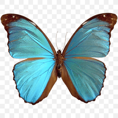 Blue Brown Butterfly