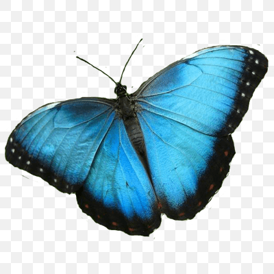 Blue Butterfly
