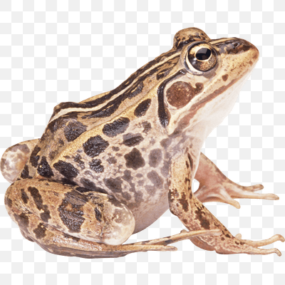 Brown Frog Sideview