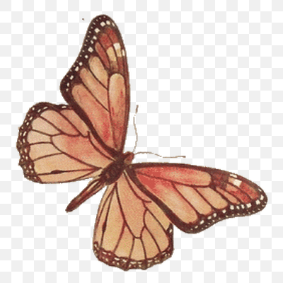 Brown Rose Butterfly