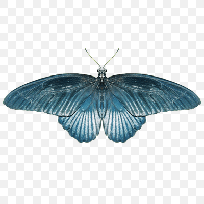 Butterfly Blue