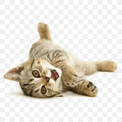 Free Cat Playing Back PNG Download