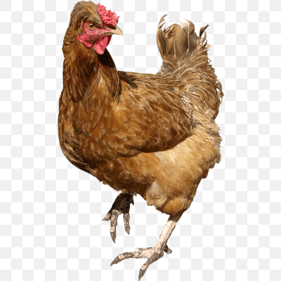 Chicken Brown Walking