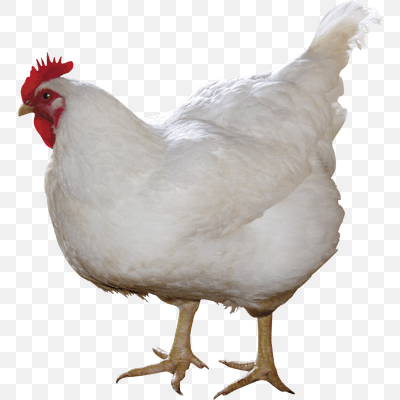 Free Chicken White PNG Download