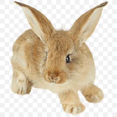 Cute Little Brown Rabbit