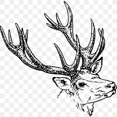 Deer Illustration Bw