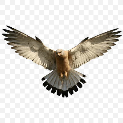 Falcon Flying