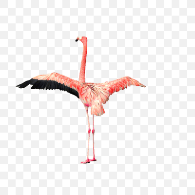 Flamingo Open Wings
