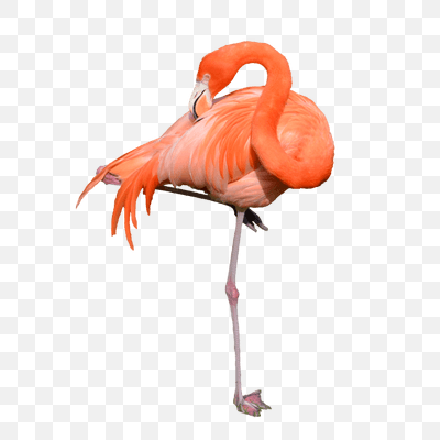 Flamingo Standing