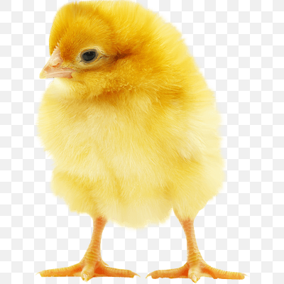 Fluffy Yellow Chick
