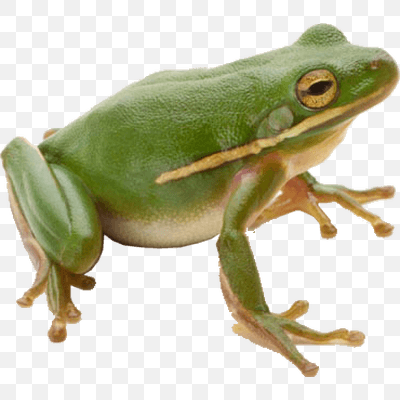 Frog Green Sideview Right