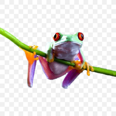 Free Frog On Branch PNG Download