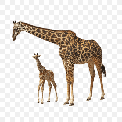 Giraffe Baby