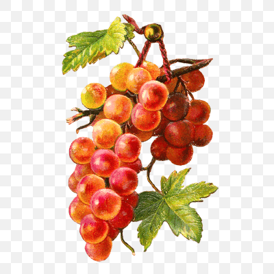 Gold Red Grapes Vine
