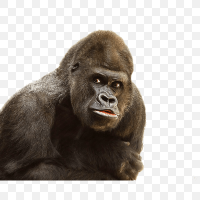Free Gorilla Close Up PNG Download