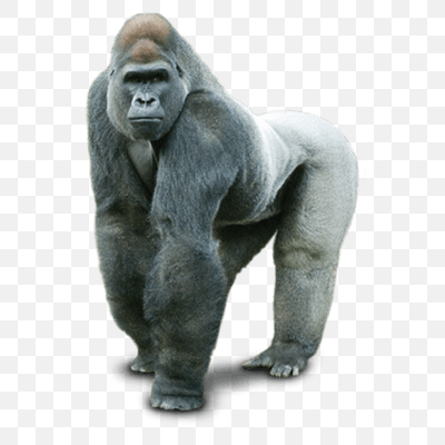 Gorilla Silver Back