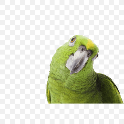 Green Parrot Side Looking