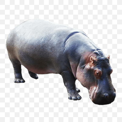 Hippopotamus Down