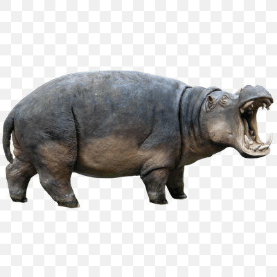 Hippopotamus Right