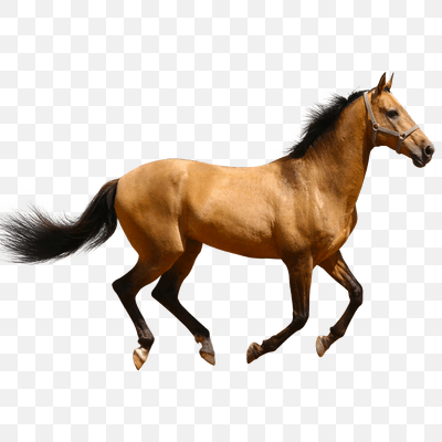 Horse Running Brown Sideview