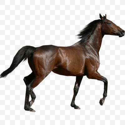 Horse Sideview