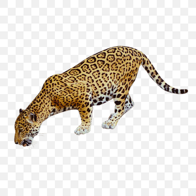 Free Jaguar Drinking PNG Download