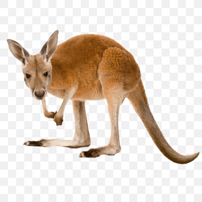 Free Kangaroo Left PNG Download