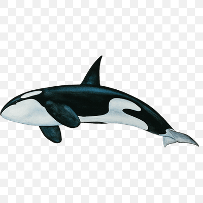 Free Killer Whale Bottom PNG Download