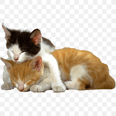 Kitten Cats Together