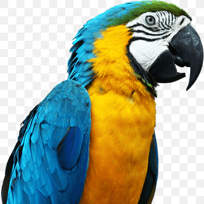 Large Parrot Head