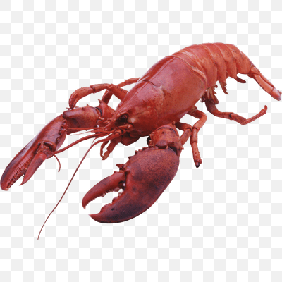 Lobster Large Front