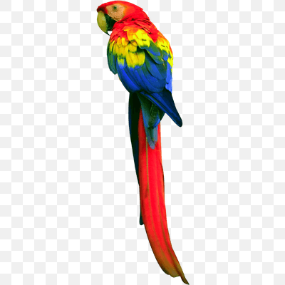 Long Tail Parrot