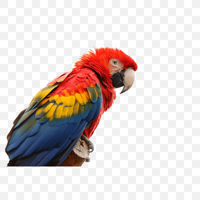 Macaw Bird