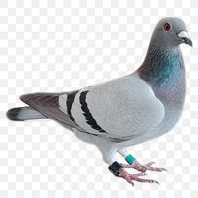 Pigeon Looking