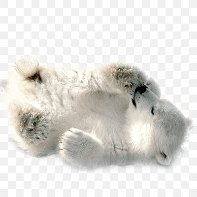 Polar Bear Baby Playing