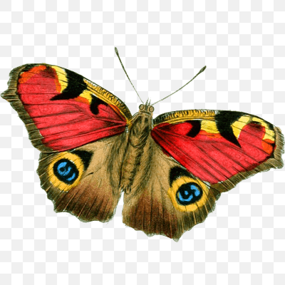Red Yellow Butterfly