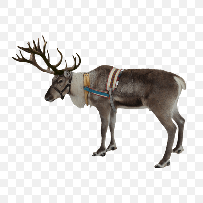 Free Reindeer Christmas PNG Download