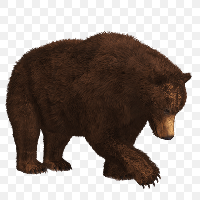 Searching Bear
