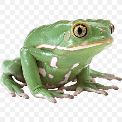 Side View Green Frog