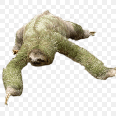 Free Sloth Looking Down PNG Download