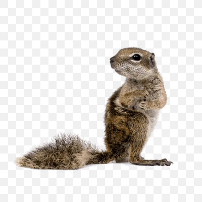 Squirrel Looking Left