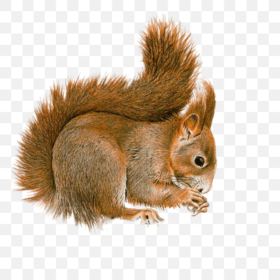 Free Squirrel Sideview PNG Download