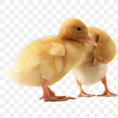 Free Two Little Ducks PNG Download