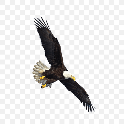 Us Eagle Flying