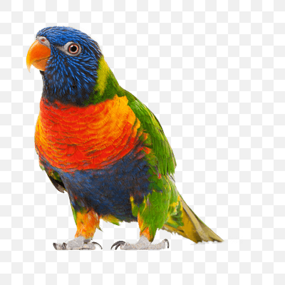 Walking Small Parrot